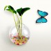Hanging Plant Flower Glass Ball Vase Terrarium Wall Fish Tank Aquarium Container   142723438202